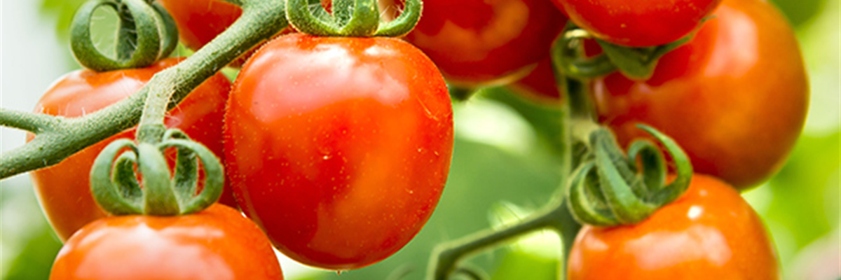 2734_BioGaertnern_Tomate