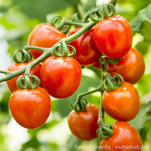 WIE GEHT... TOMATEN PFLEGEN?