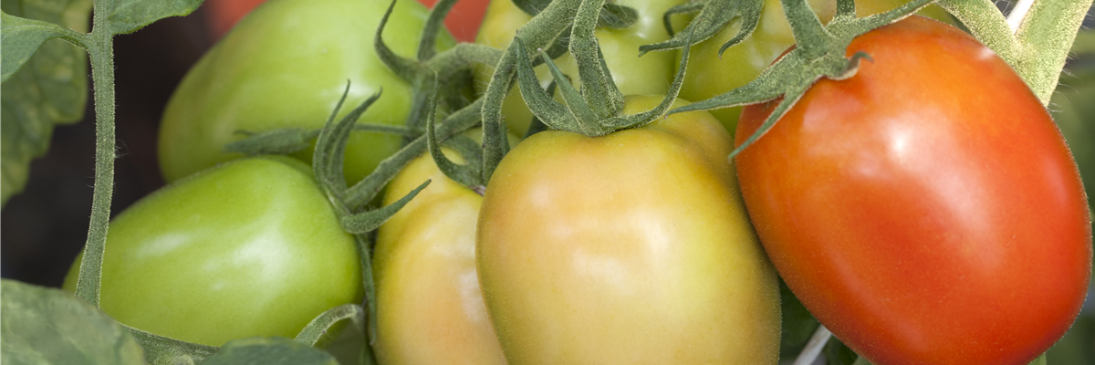 Solanum lycopersicum, pflaumenförmig