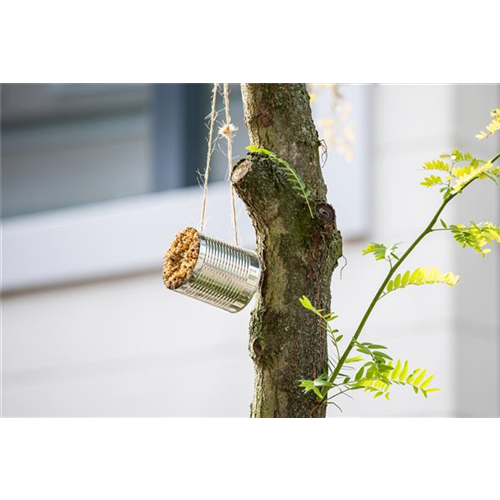 WIE GEHT... INSEKTENHOTEL?