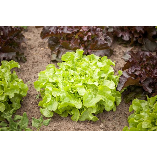 DA HABEN WIR DEN SALAT