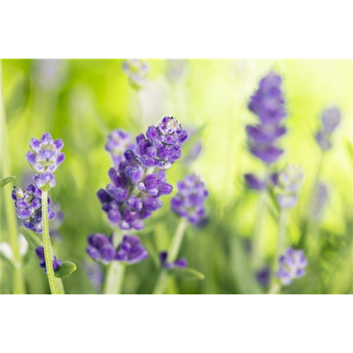 DIE VIELSEITIGE ANWENDUNG VON LAVENDEL!