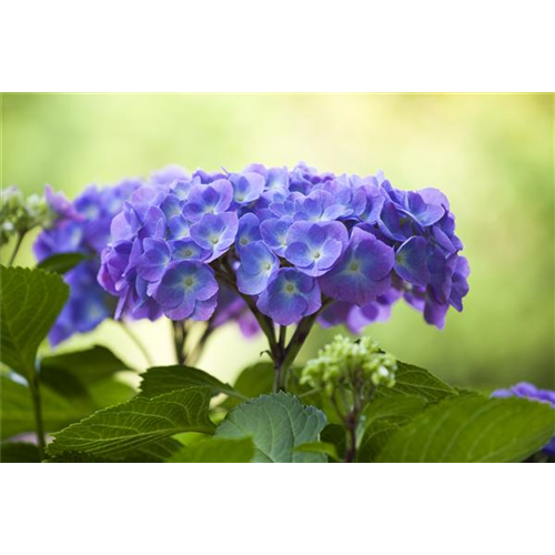 DIE HORTENSIE - DER SCHöNE GARTENKLASSIKER