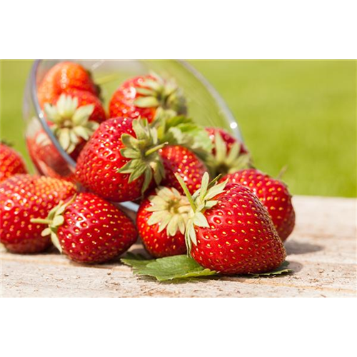 GESUND NASCHEN AUF DEM BALKON!