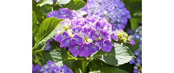 DIE HORTENSIE - DER SCHöNE GARTENKLASSIKER