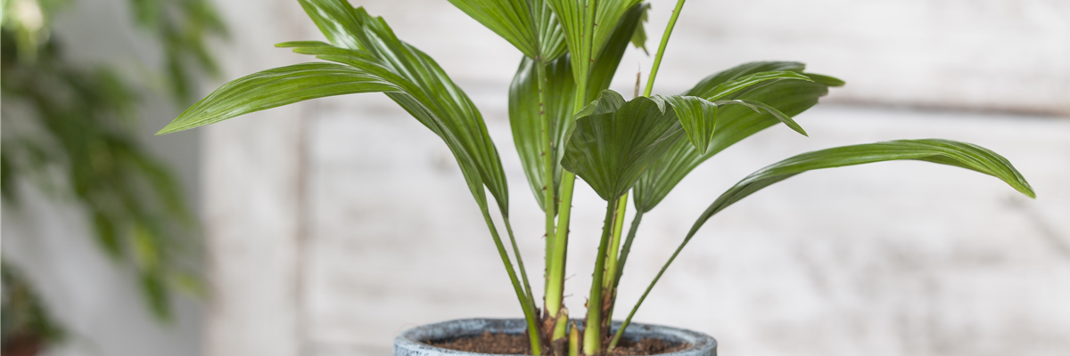 Chamaerops humilis