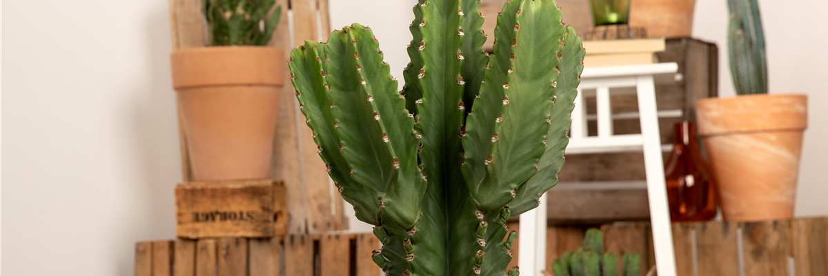 Euphorbia ingens