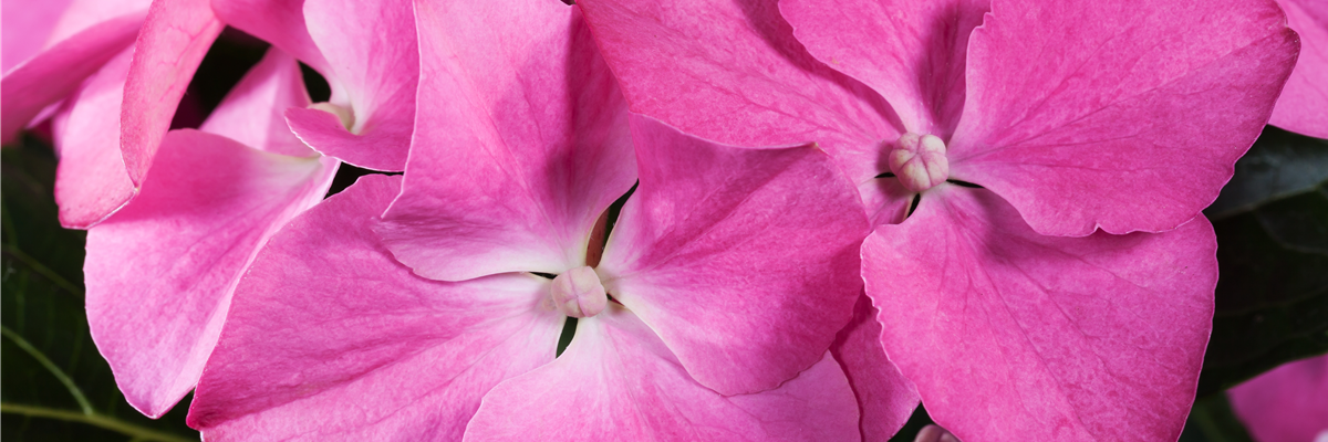 Hydrangea macrophylla, rosa Tellerblüten