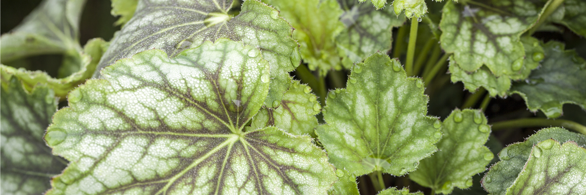 Heuchera