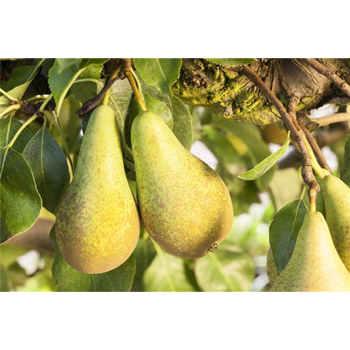 OBSTGARTEN FÜR KINDER