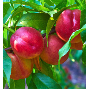 OBSTGARTEN FÜR KINDER