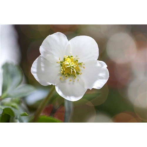 SCHöNE CHRISTROSEN!