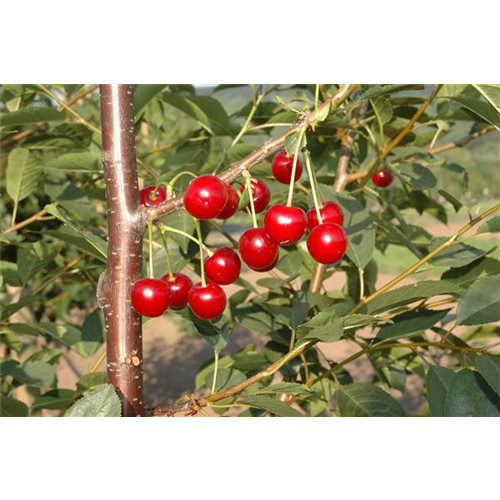 WIE GEHT... OBSTPFLANZE?