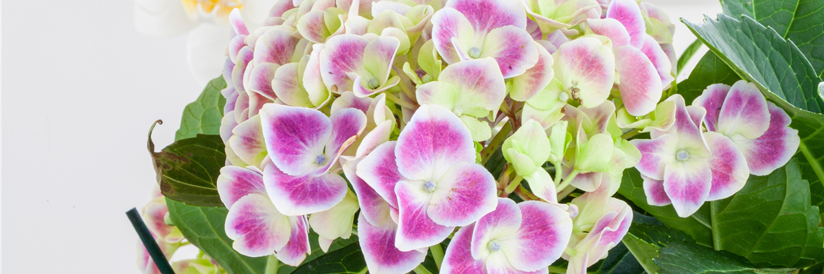 Hydrangea macrophylla, zweifarbig