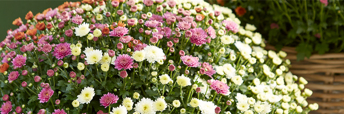 Pflanzederwoche_KW36_Chrysantheme_slider_gruenerleben