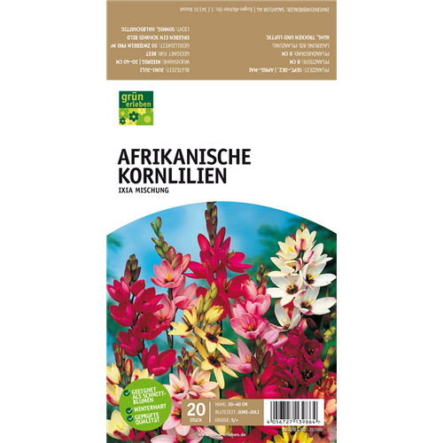 Afrikanische Kornlilie