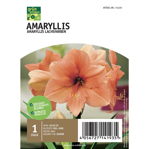 Amaryllis