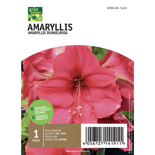 Amaryllis Dunkel 