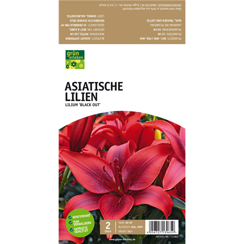 Asiatische Lilien