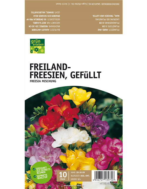 Freiland-Freesien, Gefüllt