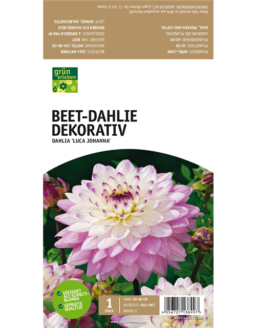 Beet-Dahlie Dekorativ