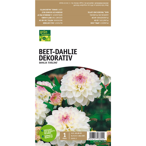 Beet-Dahlie Dekorativ