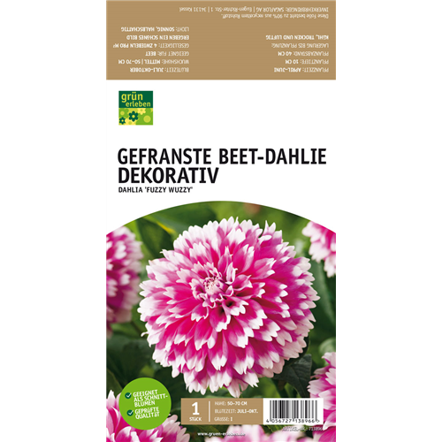 Beet-Dahlie Gefranst