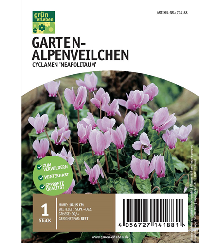 Garten-Alpenveilchen