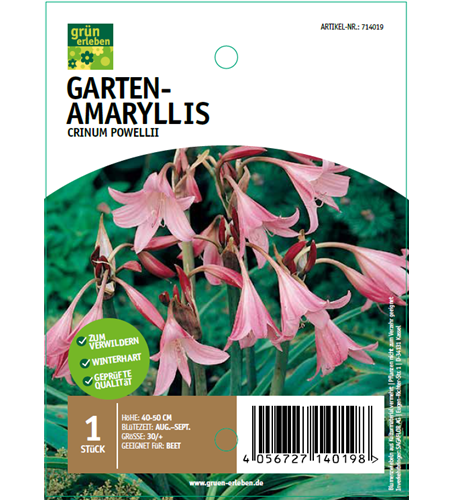 Garten-Amaryllis