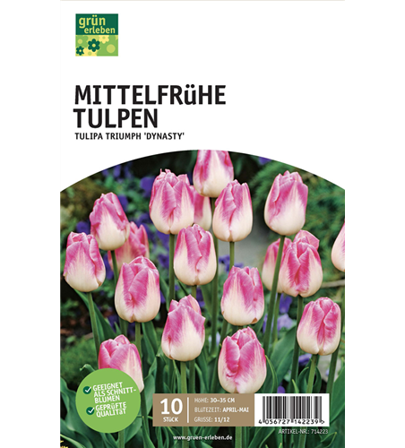 Mittelfrühe Triumph-Tulpen 