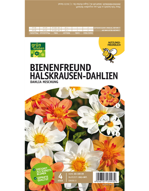 Bienenfreund Halskrausen-Dahlien