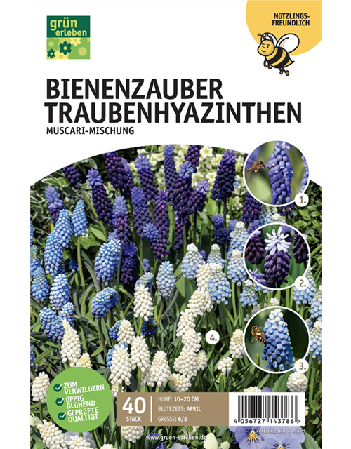 Muscari Mischung