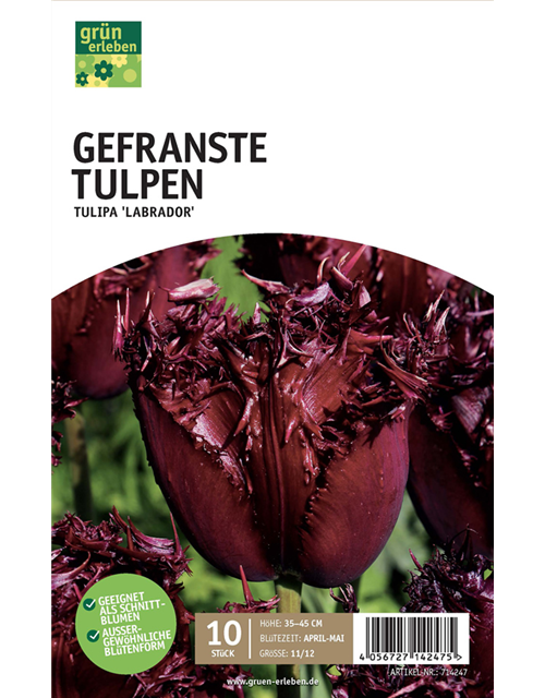 Gefranste Tulpen