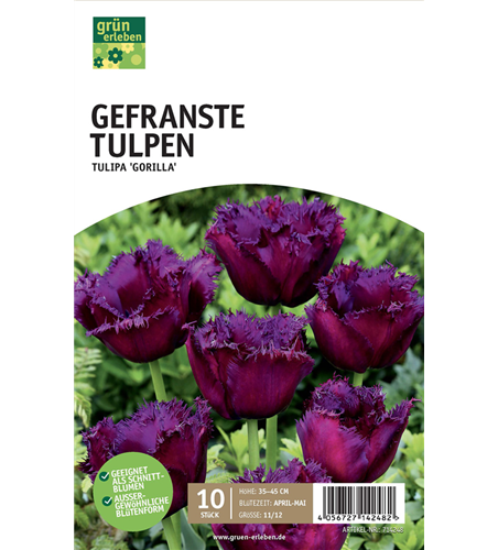 Gefranste Tulpen 