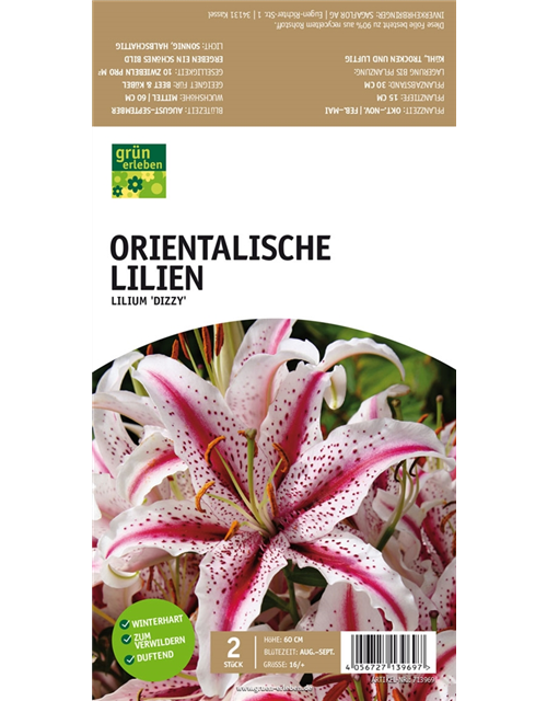 Orientalische Lilien