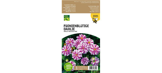 Päonienblütige Dahlie