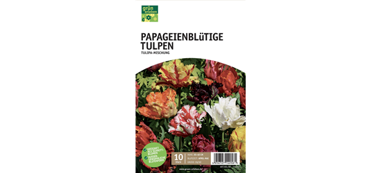 Papagei-Tulpen