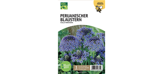 Peruanischer Blaustern