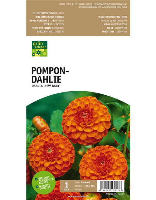 Pompon-Dahlie