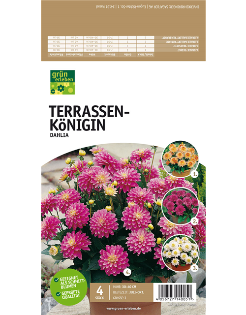 Terrassen-Königin