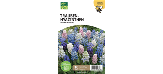 Traubenhyazinthe