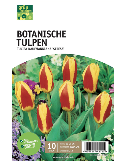 Botanische Kaufmanniana Tulpen