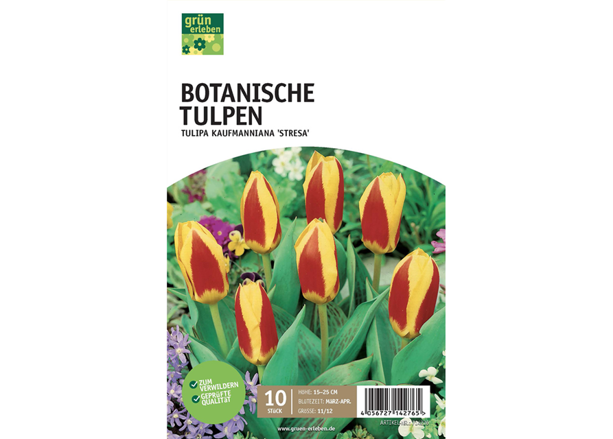 Botanische Kaufmanniana Tulpen