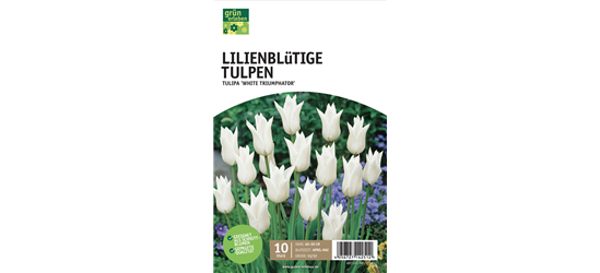 Tulpen lilienblütig 