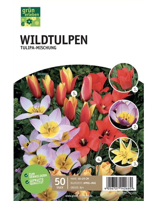 Wildtulpen