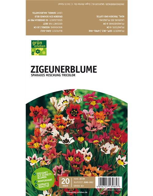 Zigeunerblume