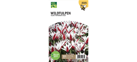 Wildtulpen 