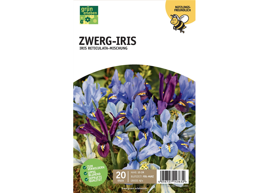 Zwerg Iris 