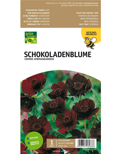 Schokoladenblume