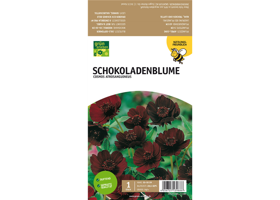 Schokoladenblume